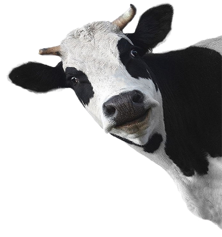 заказать звонок